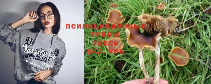 Галлюциногенные грибы Psilocybine cubensis  Красный Холм 